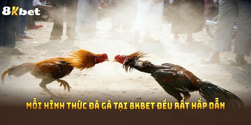 Mỗi hình thức đá gà tại 8KBET đều rất hấp dẫn