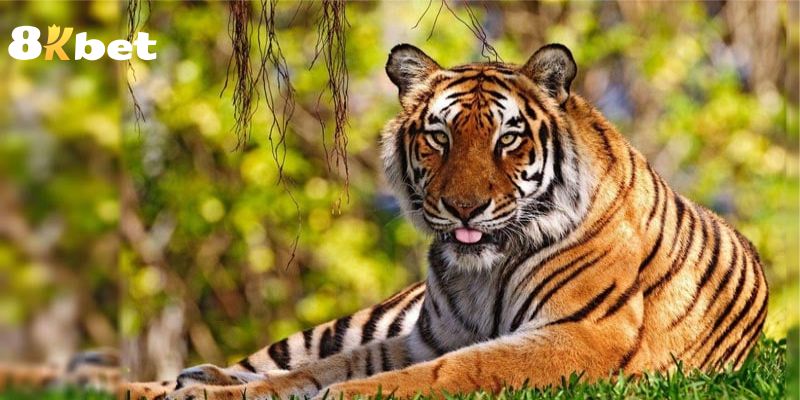 Mỗi giấc mơ sẽ gắn liền cùng con số may mắn 